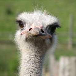 ostrich2